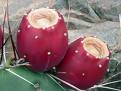 Prickly Pear Tunas
